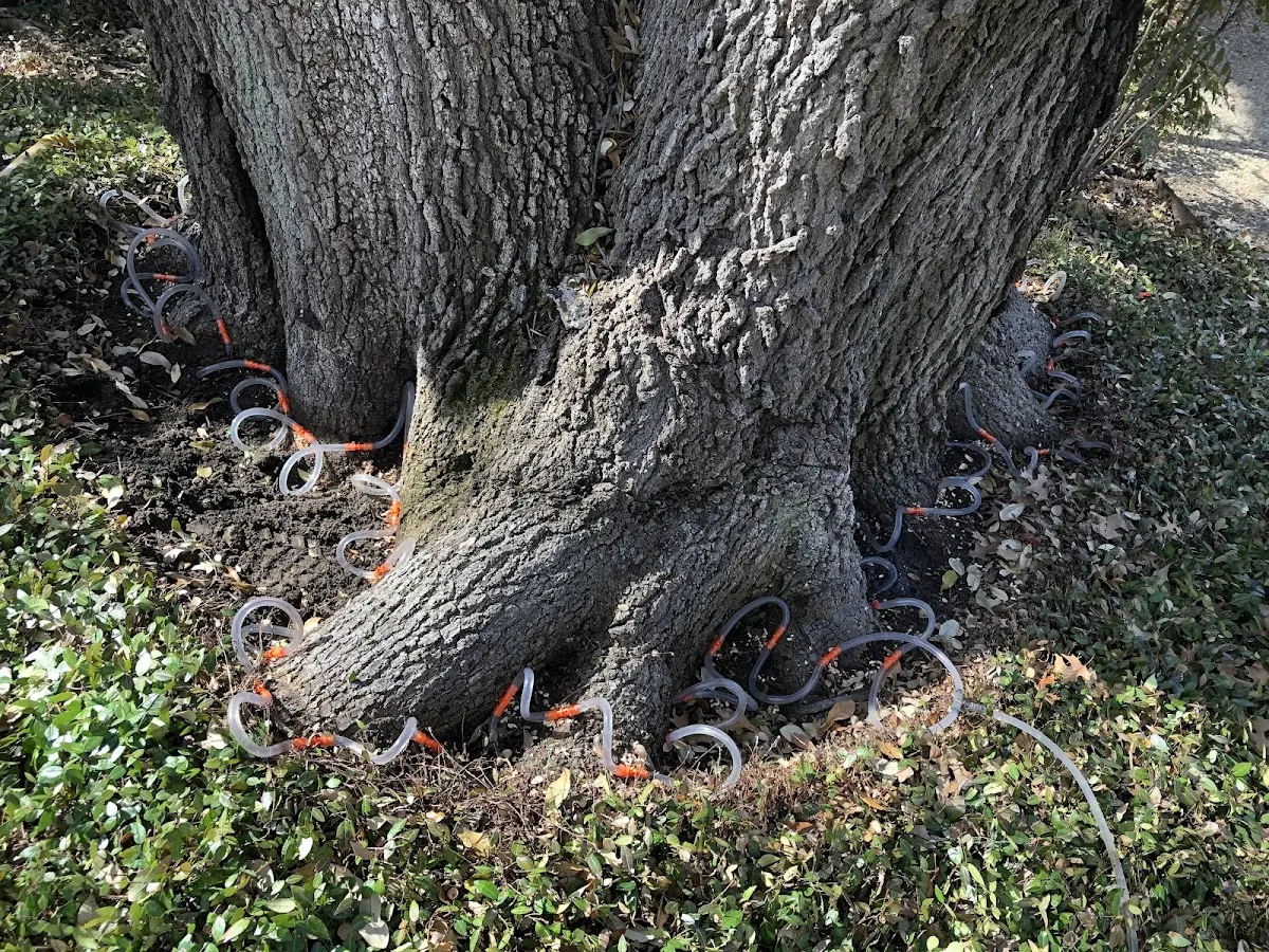 Detailed Tree Cabling and Bracing job site in Garrard