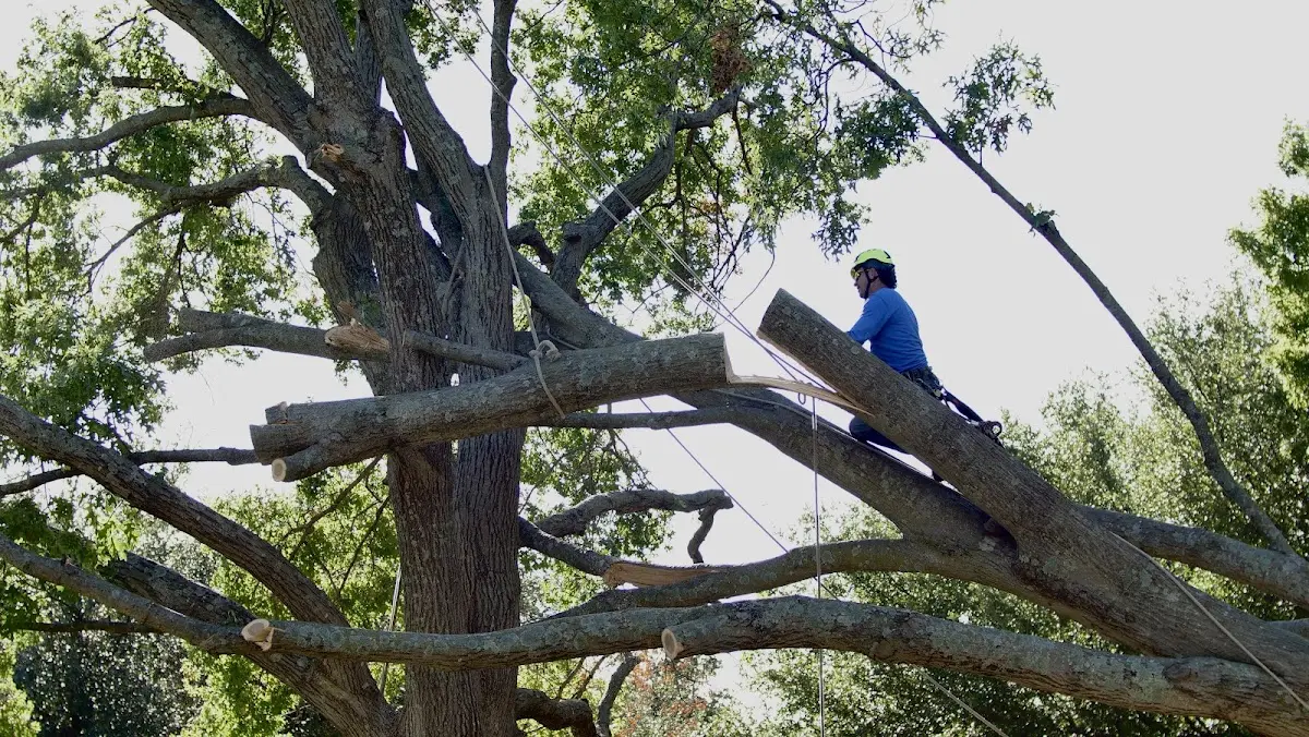 Professional Hazardous Tree Removal performed by certified arborists in Garrard